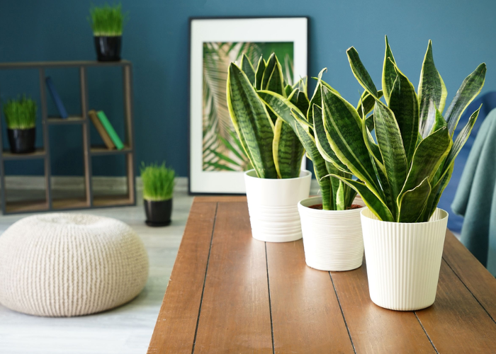 The Best Indoor Plants for Cleaner Air and a Calm Mind
