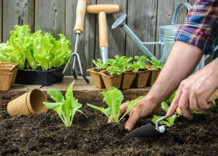 Tips for Creating a Sustainable Garden